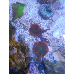Phymanthus Crucifer